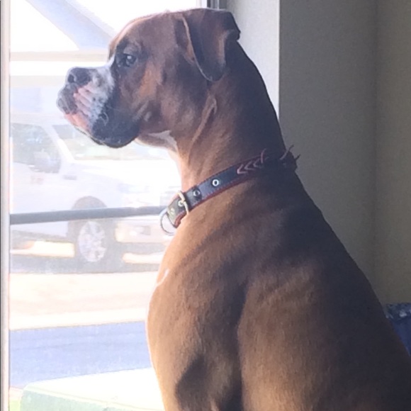 Meet your Posher, Anjeanette - Picture 4 of 4